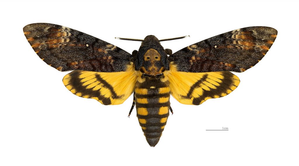 1280px-Acherontia_atropos_MHNT_dos